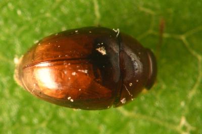 <i>Stilbus testaceus</i>