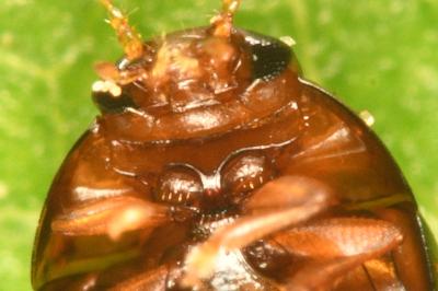 <i>Stilbus testaceus</i>