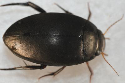 <i>Agabus bipustulatus</i>