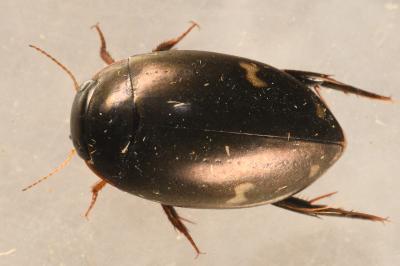 <i>Agabus didymus</i>
