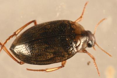 <i>Haliplus lineatocollis</i>