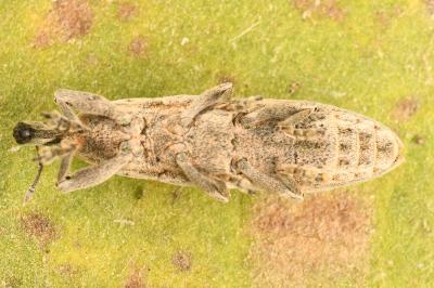 <i>Lixus juncii</i>