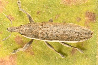 <i>Lixus juncii</i>