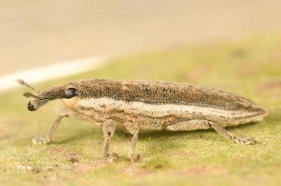<i>Lixus juncii</i>