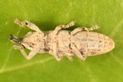 <i>Lixus juncii</i>