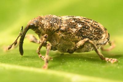 <i>Nedyus quadrimaculatus</i>