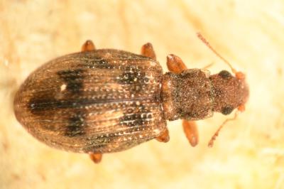 <i>Cartodere bifasciata</i>