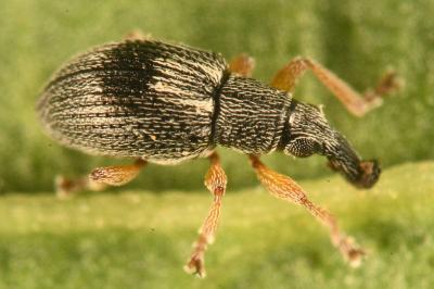 <i>Kalcapion semivittatum</i>