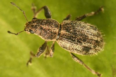 <i>Andrion regensteinense</i>