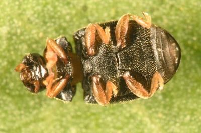 <i>Nephus redtenbacheri</i>