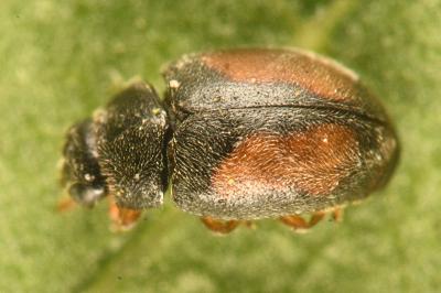 <i>Nephus redtenbacheri</i>