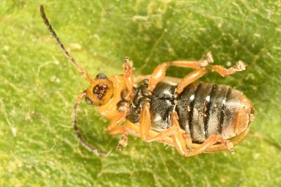 <i>Galerucella pusilla</i>