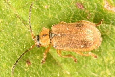<i>Galerucella pusilla</i>