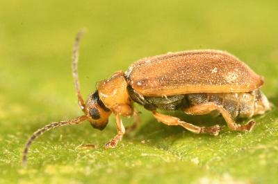 <i>Galerucella pusilla</i>