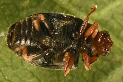 <i>Scymnus frontalis</i>