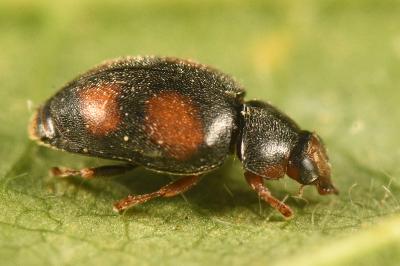 <i>Scymnus frontalis</i>