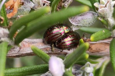 <i>Chrysolina americana</i>