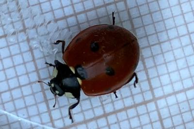 <i>Coccinella septempunctata</i>