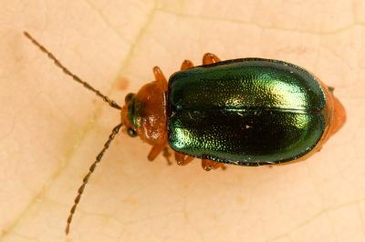<i>Sermylassa halensis</i>