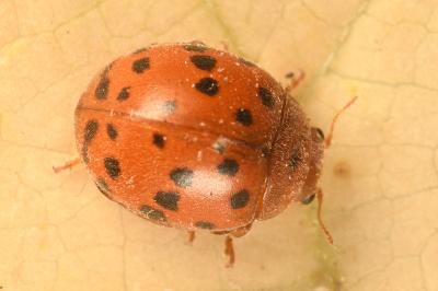 <i>Subcoccinella vigintiquatuorpunctata</i>