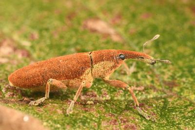 <i>Lixus pulverulentus</i>