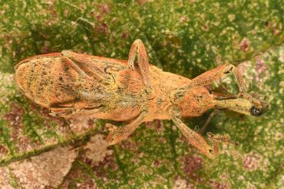 <i>Lixus pulverulentus</i>