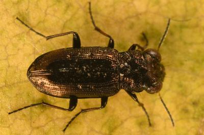 <i>Notiophilus quadripunctatus</i>