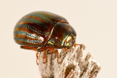 <i>Chrysolina americana</i>