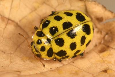 <i>Psyllobora vigintiduopunctata</i>