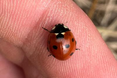 <i>Coccinella septempunctata</i>