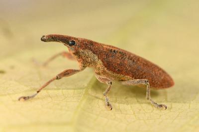 <i>Lixus pulverulentus</i>