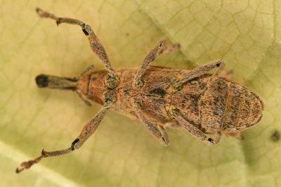 <i>Lixus pulverulentus</i>