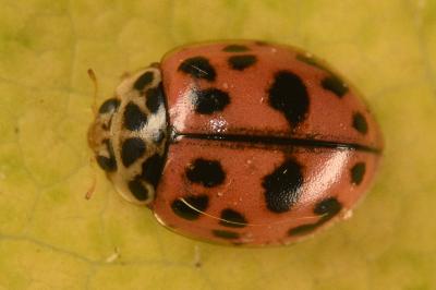 <i>Oenopia conglobata</i>