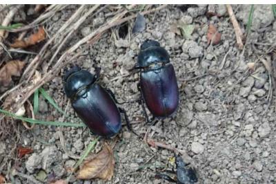 <i>Lucanus cervus</i>