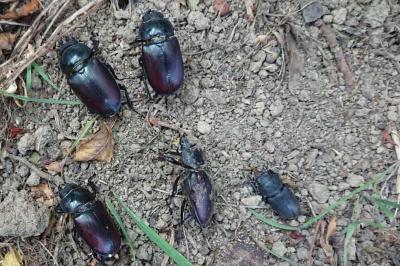 <i>Dorcus parallelipipedus</i>