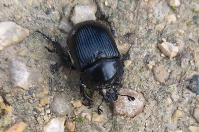 <i>Typhaeus typhoeus</i>