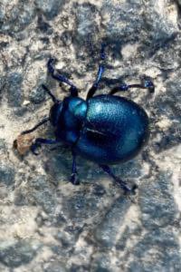 <i>Timarcha goettingensis</i>