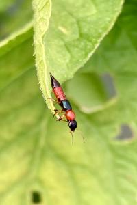 <i>Paederus littoralis</i>
