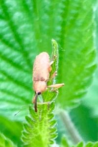 <i>Dorytomus</i>