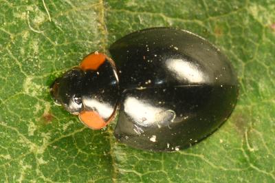 <i>Parexochomus nigromaculatus</i>