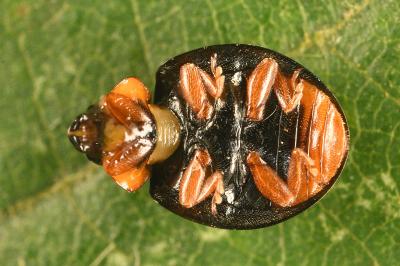 <i>Parexochomus nigromaculatus</i>