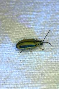 <i>Xanthogaleruca luteola</i>
