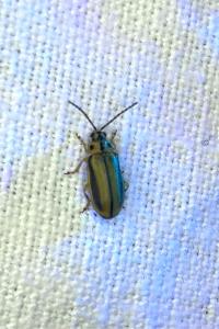 <i>Xanthogaleruca luteola</i>