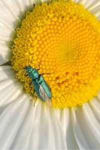 <i>Psilothrix viridicoerulea</i>