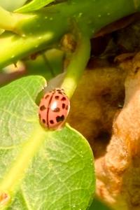 <i>Oenopia conglobata</i>