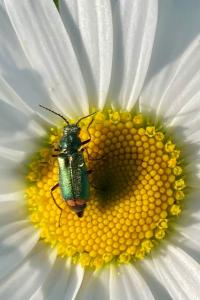 <i>Malachius bipustulatus</i>