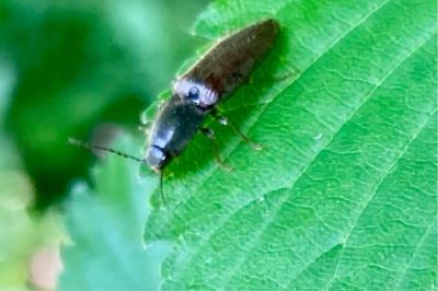 <i>Athous haemorrhoidalis</i>