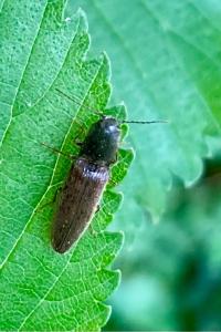 <i>Athous haemorrhoidalis</i>