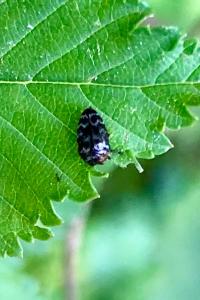 <i>Trachys minutus</i>