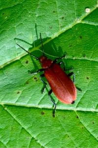 <i>Pyrochroa serraticornis</i>
